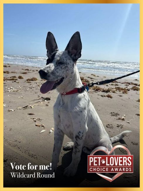 Rascal | Pet Lovers' Choice Awards