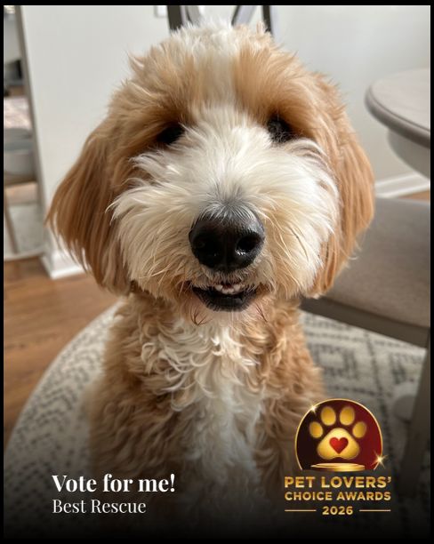Archie | Pet Lovers' Choice Awards