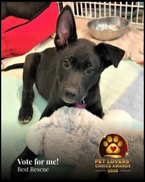 Rocket | Pet Lovers' Choice Awards