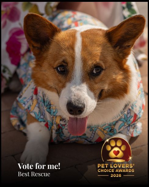 Archie | Pet Lovers' Choice Awards