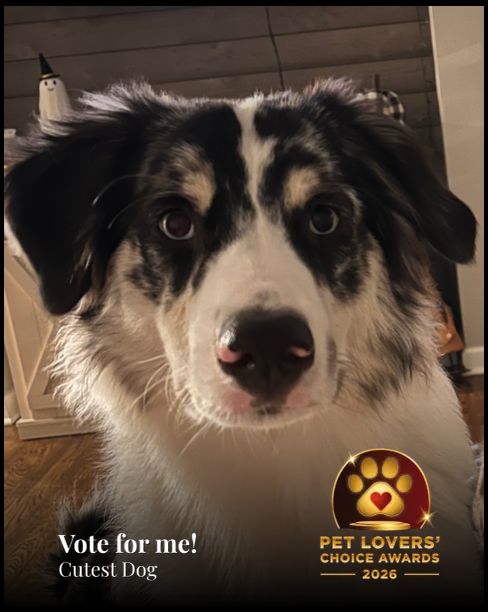 Riley | Pet Lovers' Choice Awards