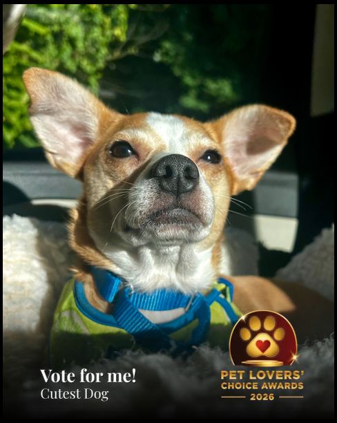 Roo | Pet Lovers' Choice Awards