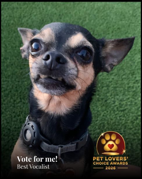 Zeus | Pet Lovers' Choice Awards