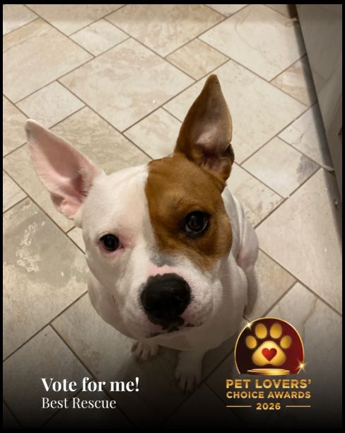 Archie | Pet Lovers' Choice Awards