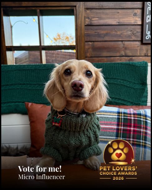 Archie | Pet Lovers' Choice Awards