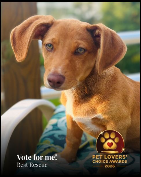 Ruby | Pet Lovers' Choice Awards